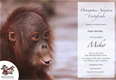 Sponsorship-OrangutanAdoption-Info-165px